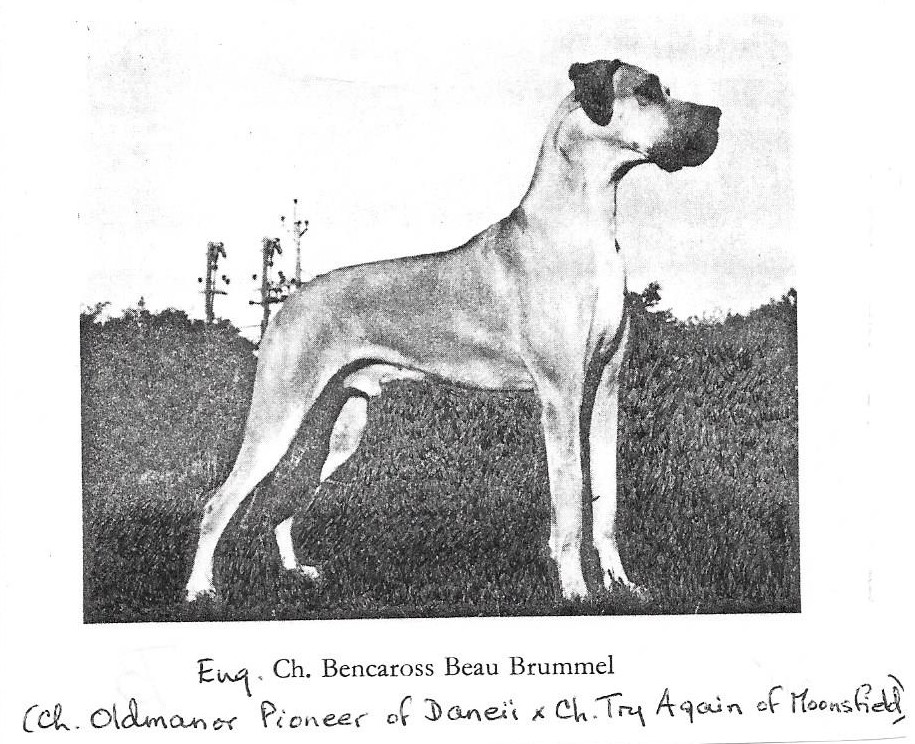 Eng Ch Bencaross Beau Brummel